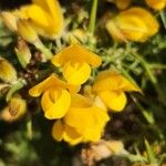 Ulex gallii Flower