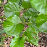 Nauclea latifolia Folio