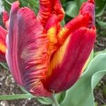 Tulipa grengiolensis Flower