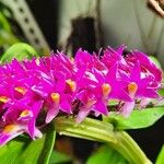 Spathoglottis unguiculata Flower