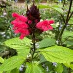 Salvia oxyphora Flor