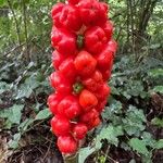 Arum italicumFruit