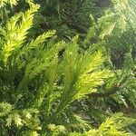 Cryptomeria japonica葉