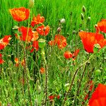 Papaver rhoeas Fruit
