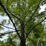 Carya illinoinensis Hábitos