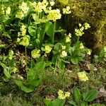 Primula elatior Hábito