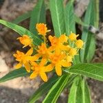 Asclepias curassavicaFlower