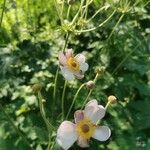 Anemone x hybrida 花