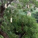 Kigelia africana Meyve