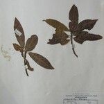 Dodecadenia grandiflora Diğer