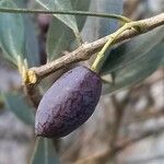 Olea europaea Φρούτο