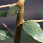 Flacourtia indica Rinde
