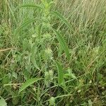 Meiosperma bracteatum Φύλλο