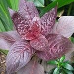 Amaranthus cruentusBlad