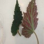 Begonia grandis List