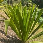 Doryanthes palmeri Leaf