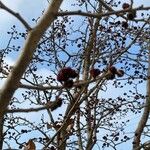 Parrotia persicaFlor