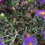 Symphyotrichum laeve Лист