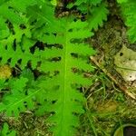 Pedicularis canadensis Leaf