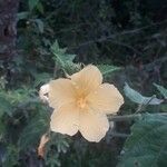 Pavonia spinifex Blüte