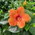 Hibiscus spp. ᱵᱟᱦᱟ