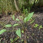 Alisma plantago-aquatica Pokrój