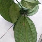 Miconia calvescens Habitus