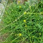 Sisymbrium officinale Habit