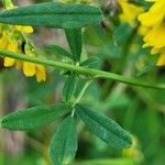 Melilotus altissimus Leaf