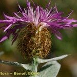 Centaurea jordaniana 花