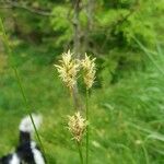 Carex brizoides Blomst