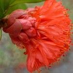 Brownea coccinea Flors