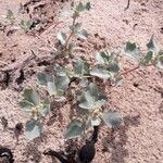 Atriplex laciniata Habitus