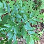 Vaccinium angustifolium Folha