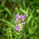 Nardostachys jatamansi Flor