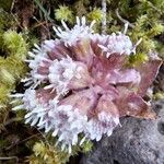 Petasites paradoxus Flor