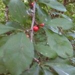 Ilex decidua Frucht