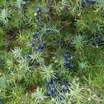 Juniperus communis Blad