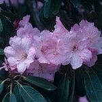 Rhododendron vernicosum Fiore