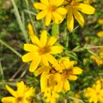 Bidens aristosa Flower