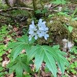 Cardamine heptaphylla Λουλούδι