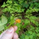 Rubus spectabilisFruit