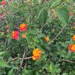 Lantana × floridana Flower