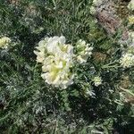 Anthyllis barba-jovis Blüte