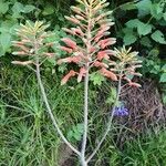 Aloe amudatensis 花