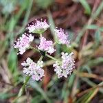 Seseli montanum Flower