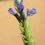 Lavandula mairei Flower