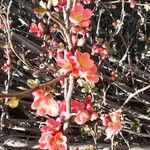 Chaenomeles japonica Çiçek