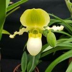 Paphiopedilum primulinum Flor