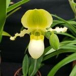 Paphiopedilum primulinum